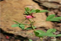 Indigofera trifoliata